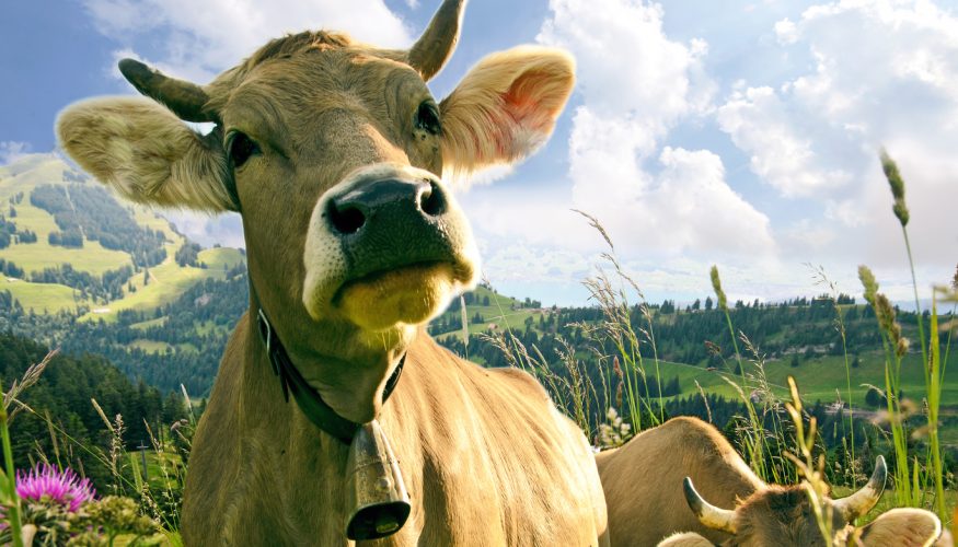 almwiesen-milch Milch von Almwiesen – Ist sie besonders gut?