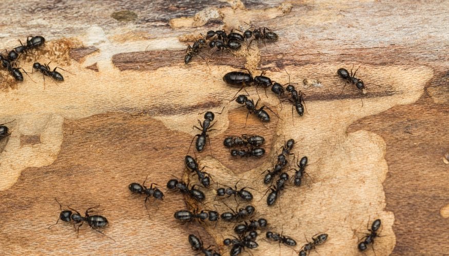 ameisen-bekaempfen Ameisen bekämpfen – 9 Tipps
