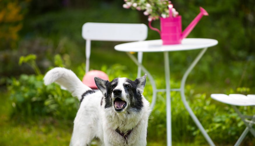 bellender-hund Hunde, die bellen, beißen nicht! – Stimmt’s?