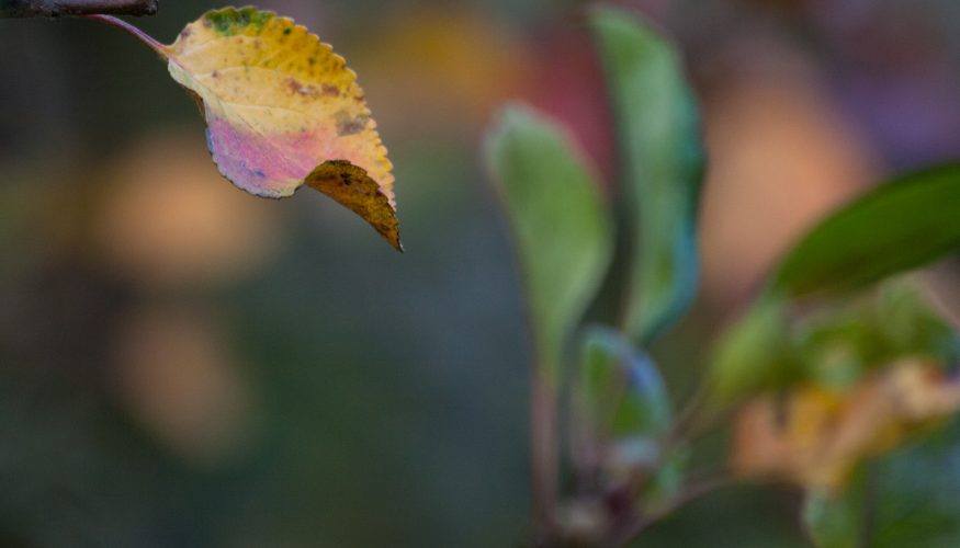 eisenmangel-bei-pflanzen Eisenmangel bei Pflanzen – 3 Tipps zur Bekämpfung