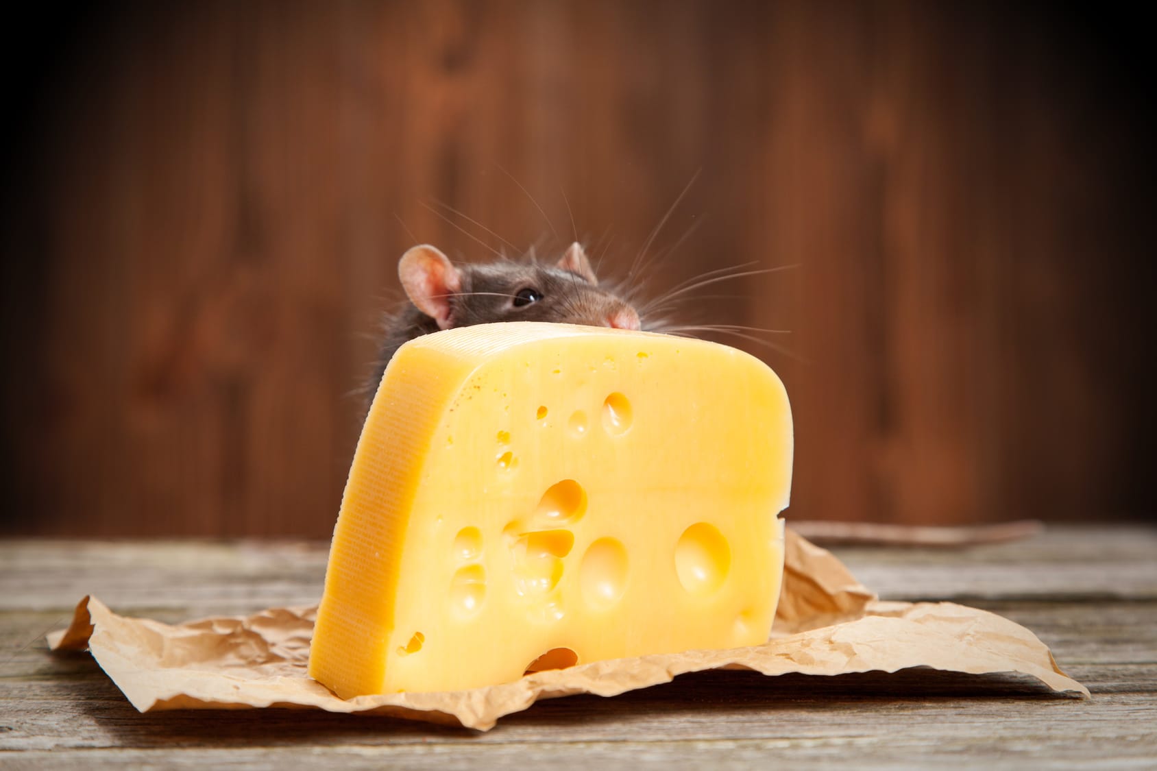 Fressen Mäuse Käse?