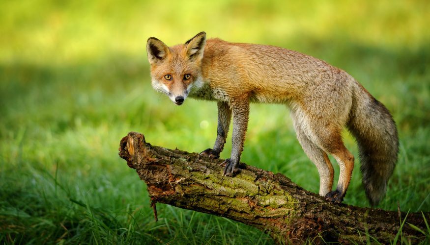 fuchs-stiehlt-gans Füchse stehlen Gänse – Stimmt’s?