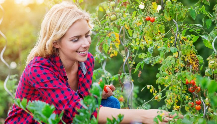 gruene-tomaten-giftig Grüne Tomaten – Sind sie giftig?