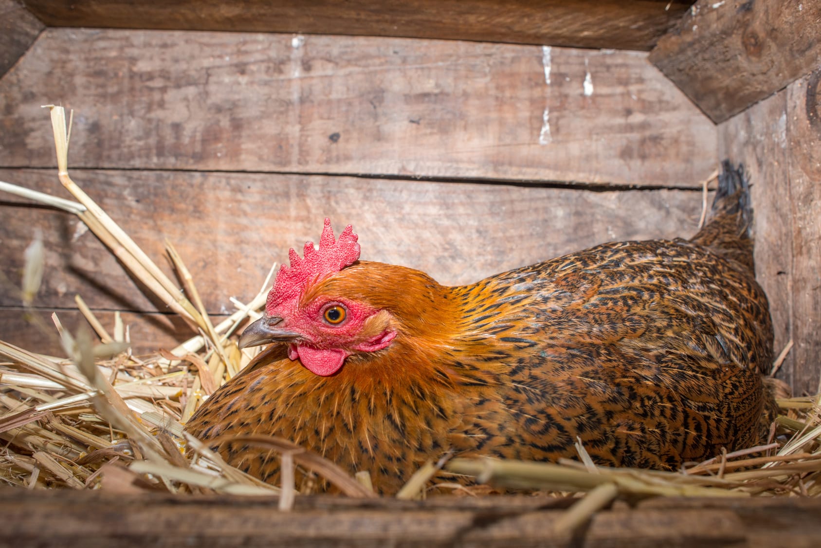 Legen Hühner jeden Tag ein Ei? - Haushaltstipps.net
