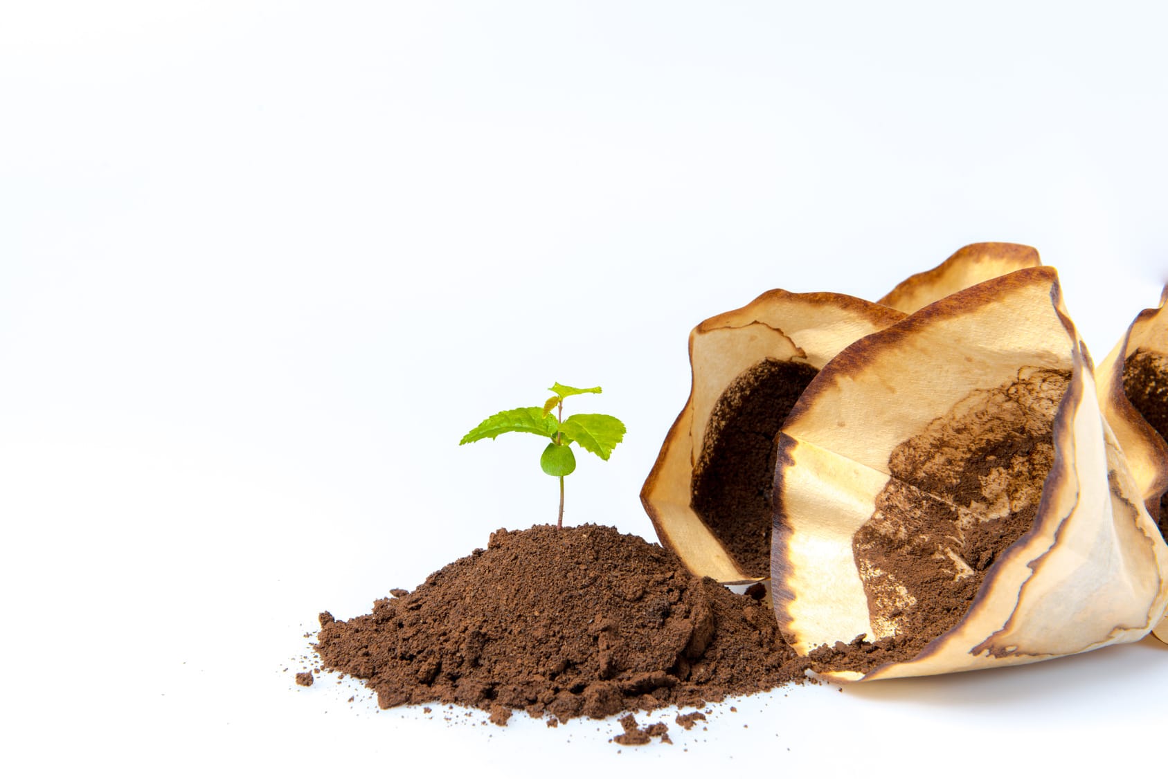 Kaffee als Dünger für Blumenerde verwenden