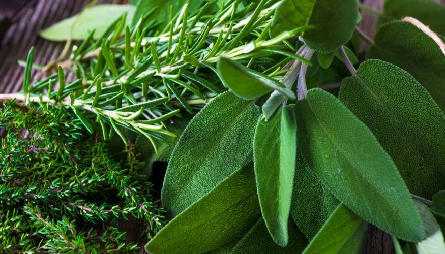 keimautomat-freshlife Keimautomat von FreshLife – Frische Kräuter auf Abruf