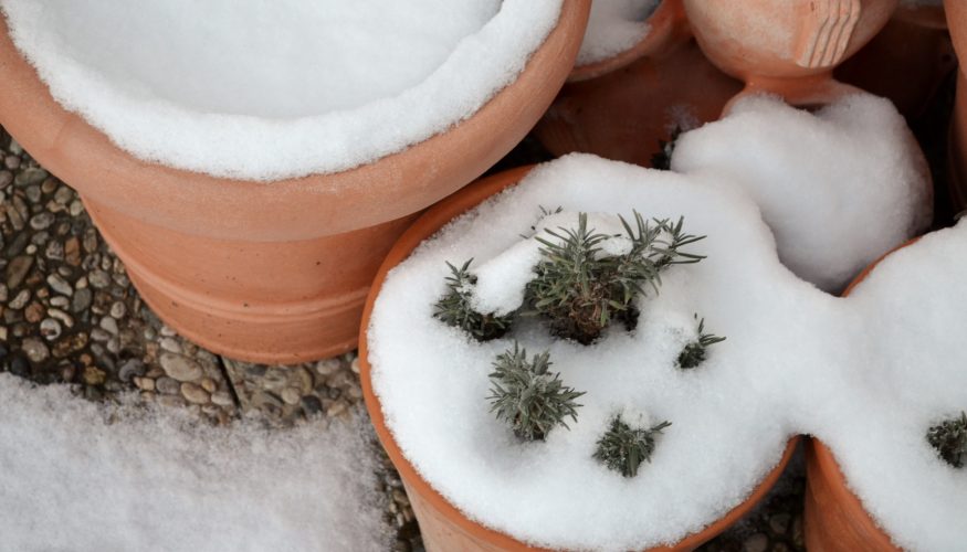 kuebelpflanzen-ueberwintern Kübelpflanzen überwintern – 5 Tipps