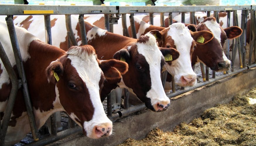 kuehe-milch-mozart Geben Kühe mehr Milch wenn sie Mozart hören?