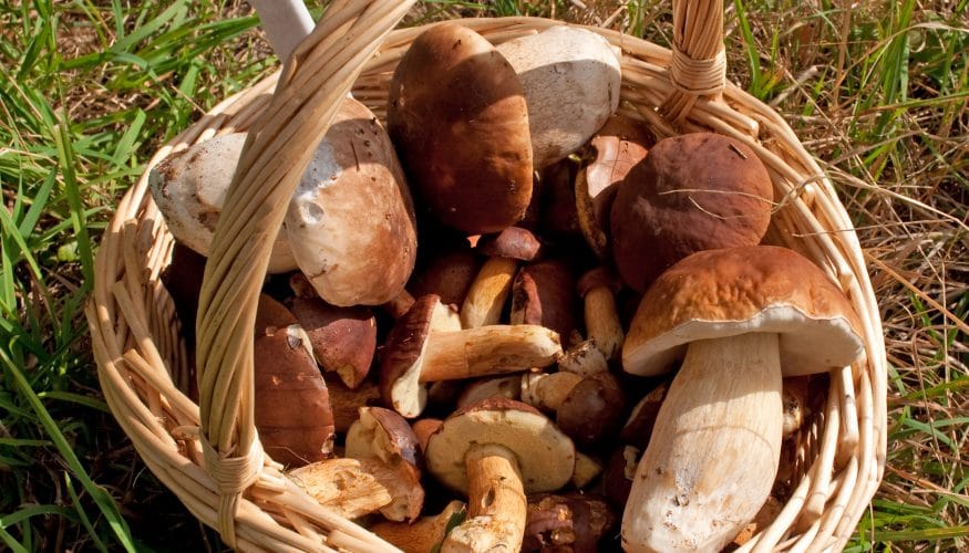 pilzmesser-mit-pinsel Pilzmesser mit Pinsel – Erhält das Aroma der Pilze