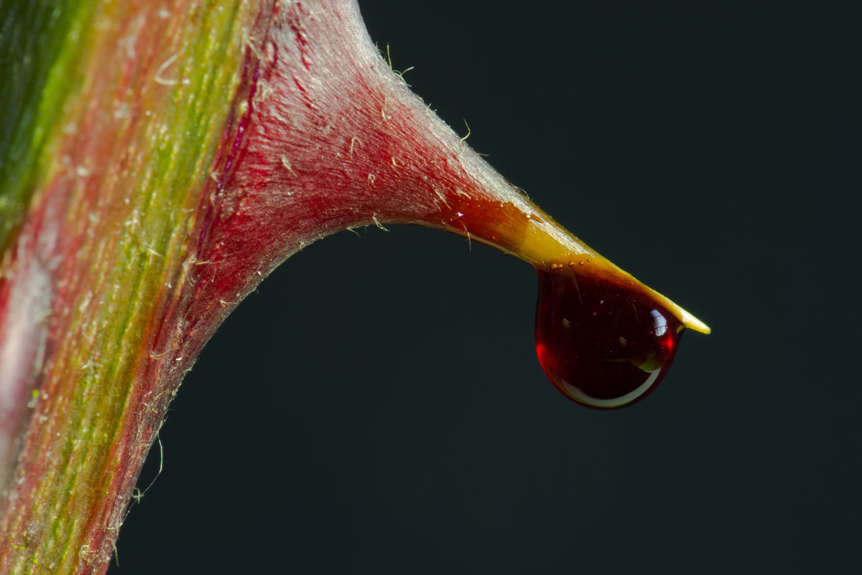 Haben Rosen Dornen oder Stacheln? Haben Rosen Dornen oder Stacheln?