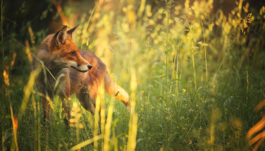 schlauer-fuchs Sind Füchse schlau?