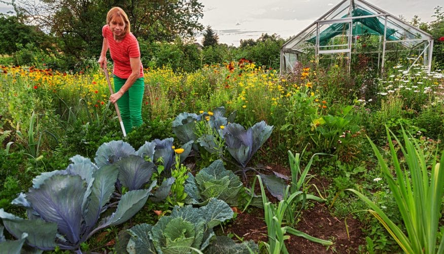 steine-im-beet Steine im Beet – Kommen jedes Jahr neue dazu?