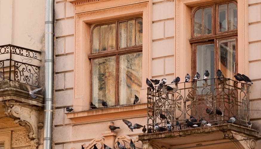 tauben-vertreiben Tauben vertreiben – 7 Tipps