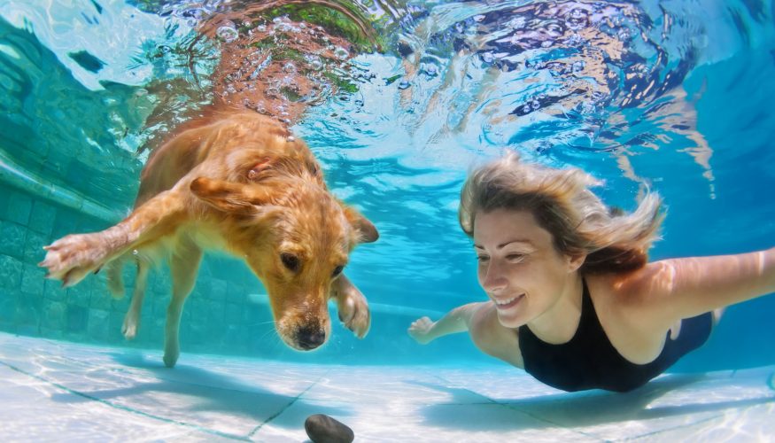 urlaub-mit-hund Urlaub mit Hund – Tipps & Tricks für unvergessliche Tage!