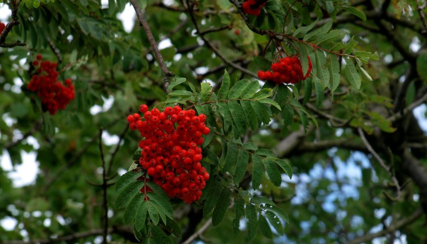 vogelbeeren-giftig Sind Vogelbeeren giftig?