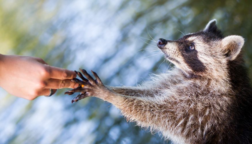 waschbaeren Waschen Waschbären ihr Futter?