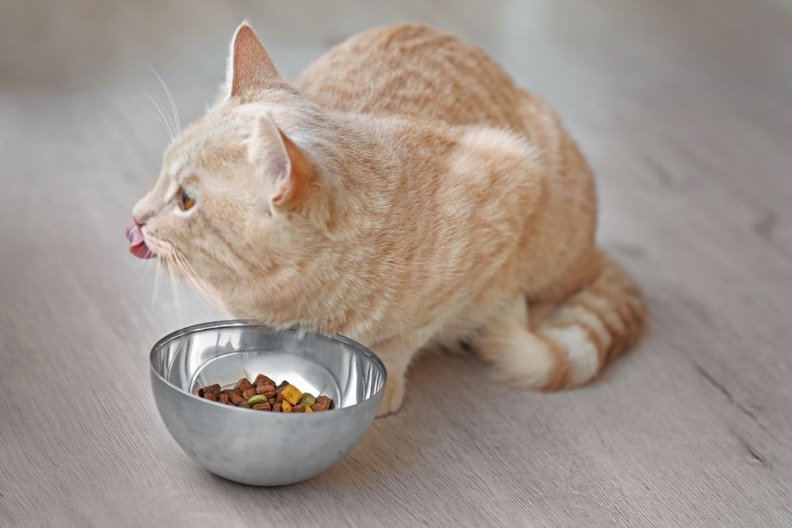Katzen füttern – 8 Regeln