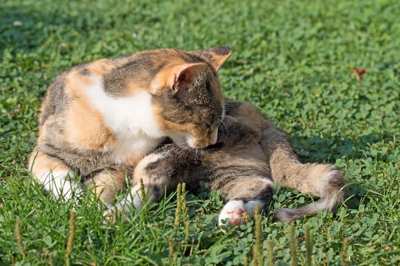 Haarballen bei Katzen – So helfen Sie Ihrem Tier