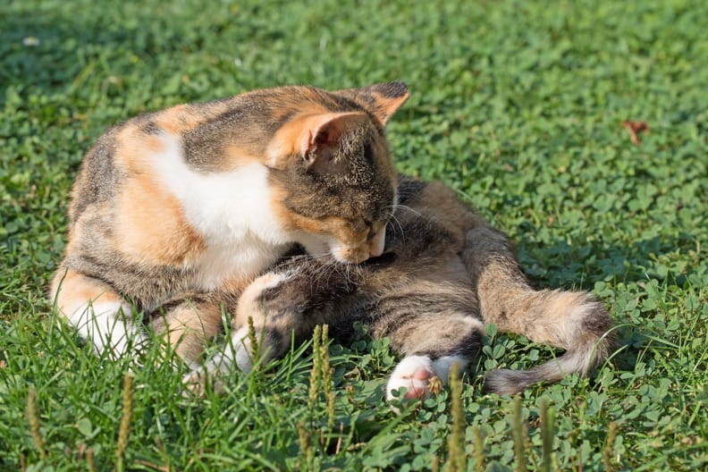 Haarballen Bei Katzen So Helfen Sie Ihrem Tier