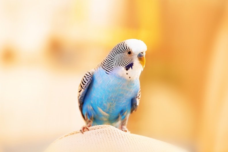 https://www.haushaltstipps.net/wp-content/uploads/2016/09/vogel-einfangen Vogel einfangen – 5 Tipps