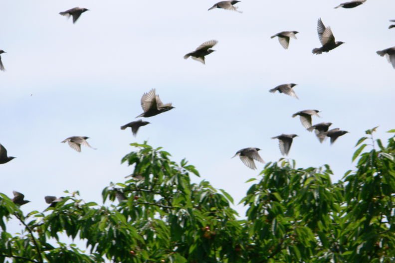 https://www.haushaltstipps.net/wp-content/uploads/2016/09/vogelabwehr-mit-cds Vogelabwehr mit CDs