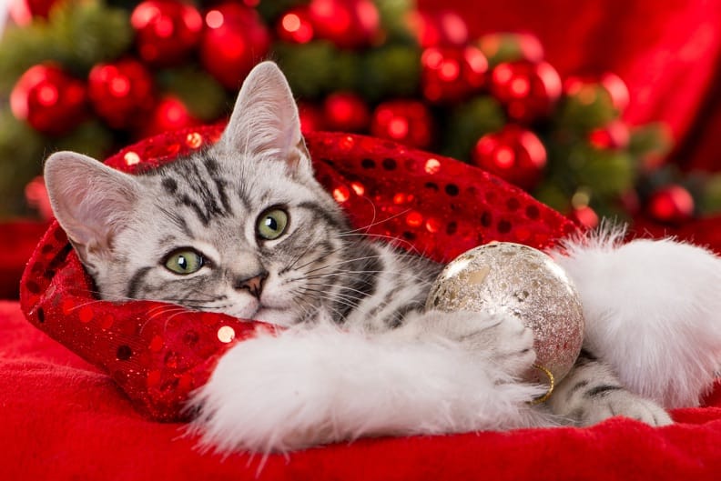Weihnachten mit Katzen – So vermeiden Sie Stress & lauernde Gefahren