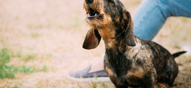 Dem Hund das Bellen abgewöhnen: Tipps für typische Situationen