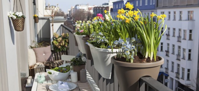 Balkonpflanzen für den Schatten: Wir gedeihen auch auf einem dunklen Balkon