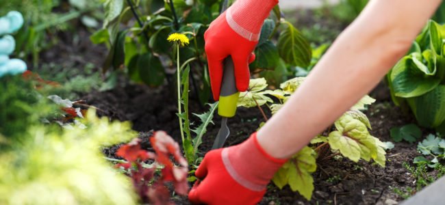 Unkraut vernichten: Tipps und Tricks gegen das lästige Unkraut