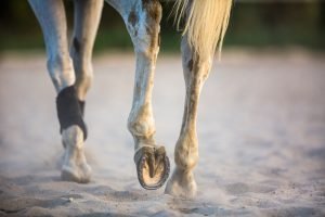 hufschuhe test vergleich