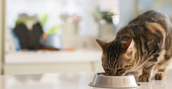 Katzenfutter selber herstellen: In 5 Schritten zum eigenen Katzenfutter