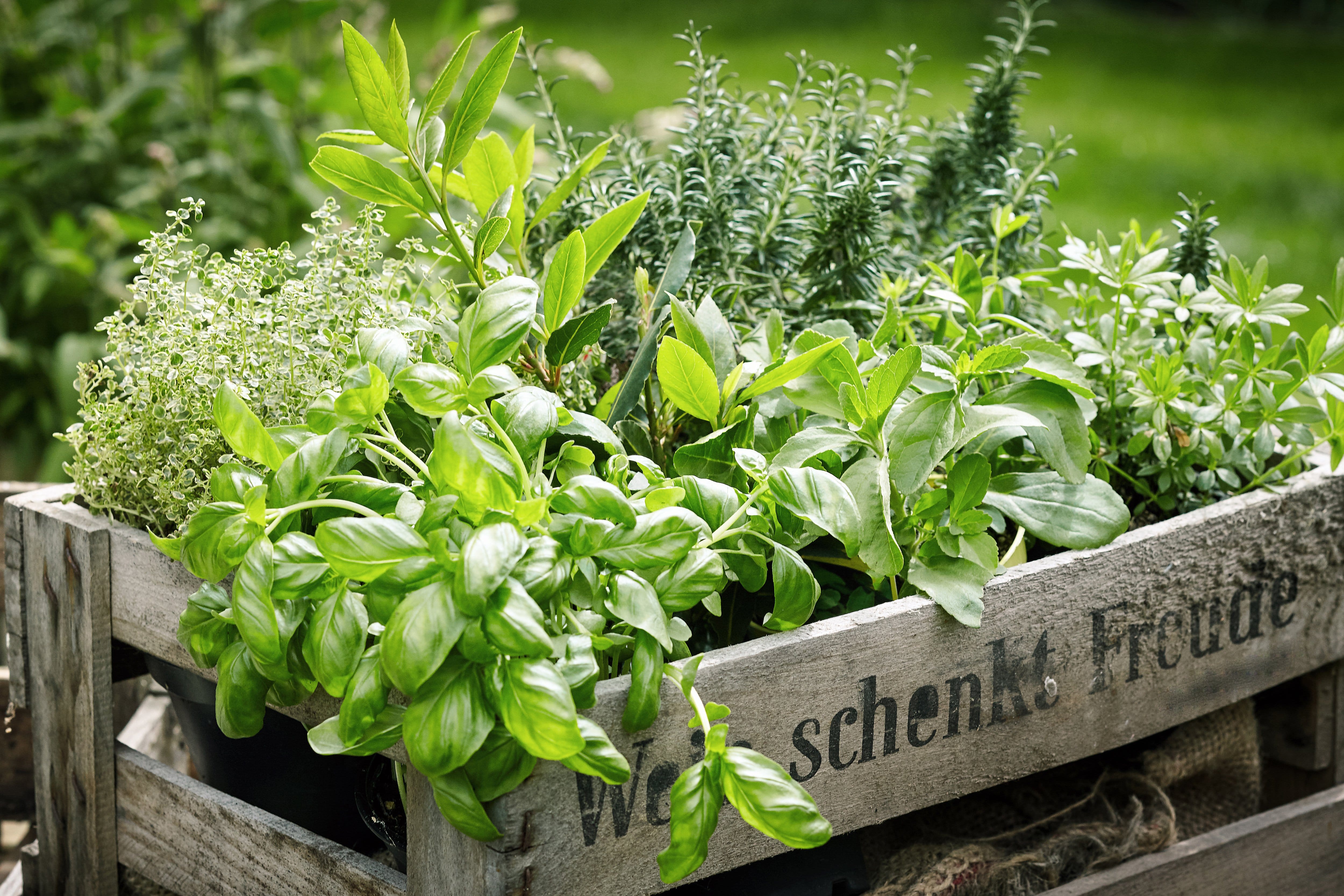 Kräuter trocknen Anleitung um Gartenkräuter richtig zu trocknen