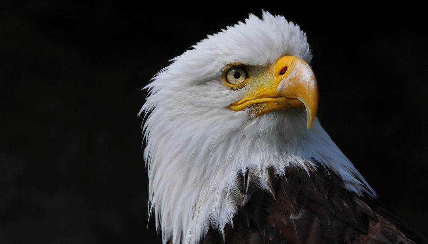 https://www.haushaltstipps.net/wp-content/uploads/adleraugen Haben Adler Adleraugen?