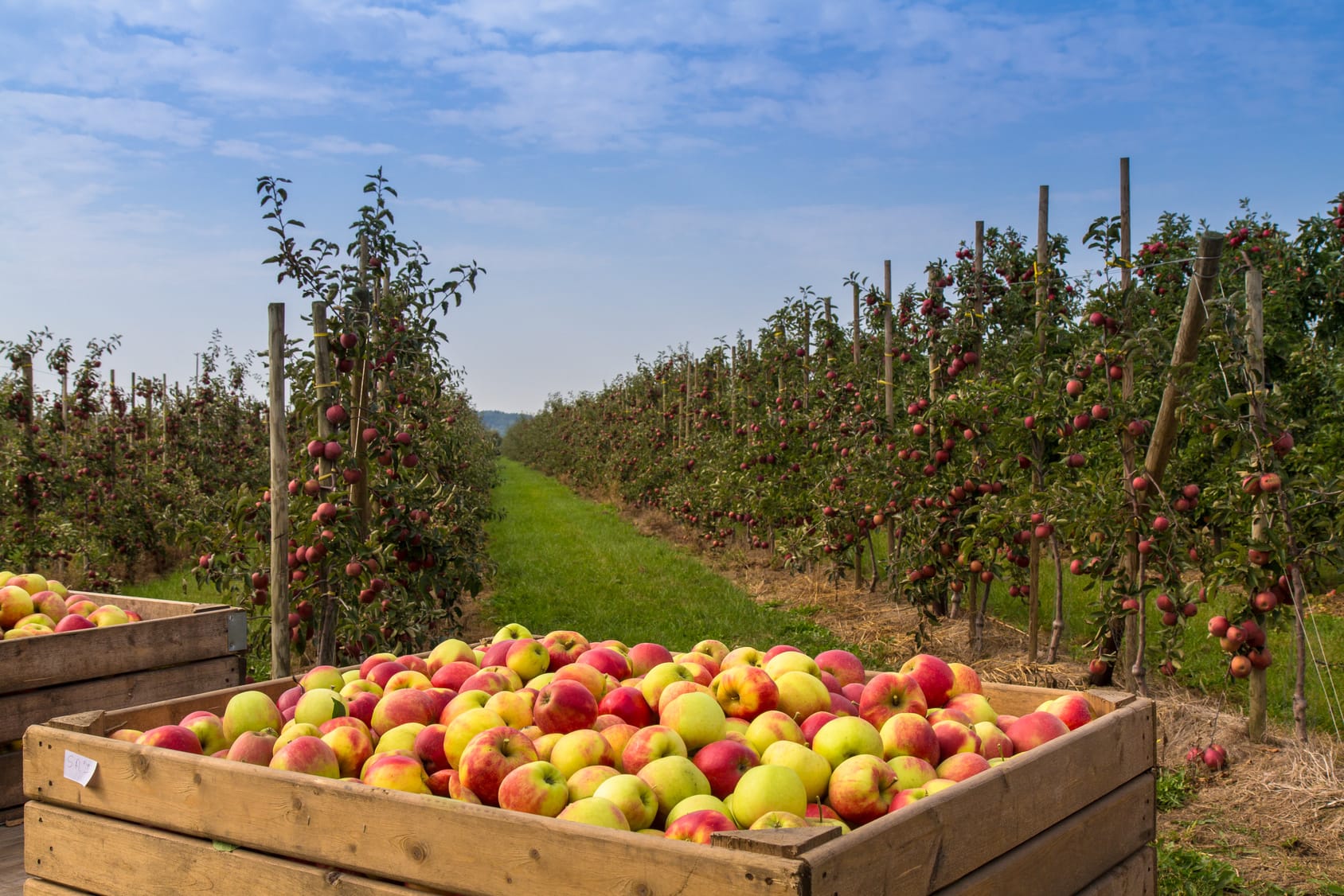 Äpfel aus Neuseeland - Ökologischer als Äpfel aus der Region ...