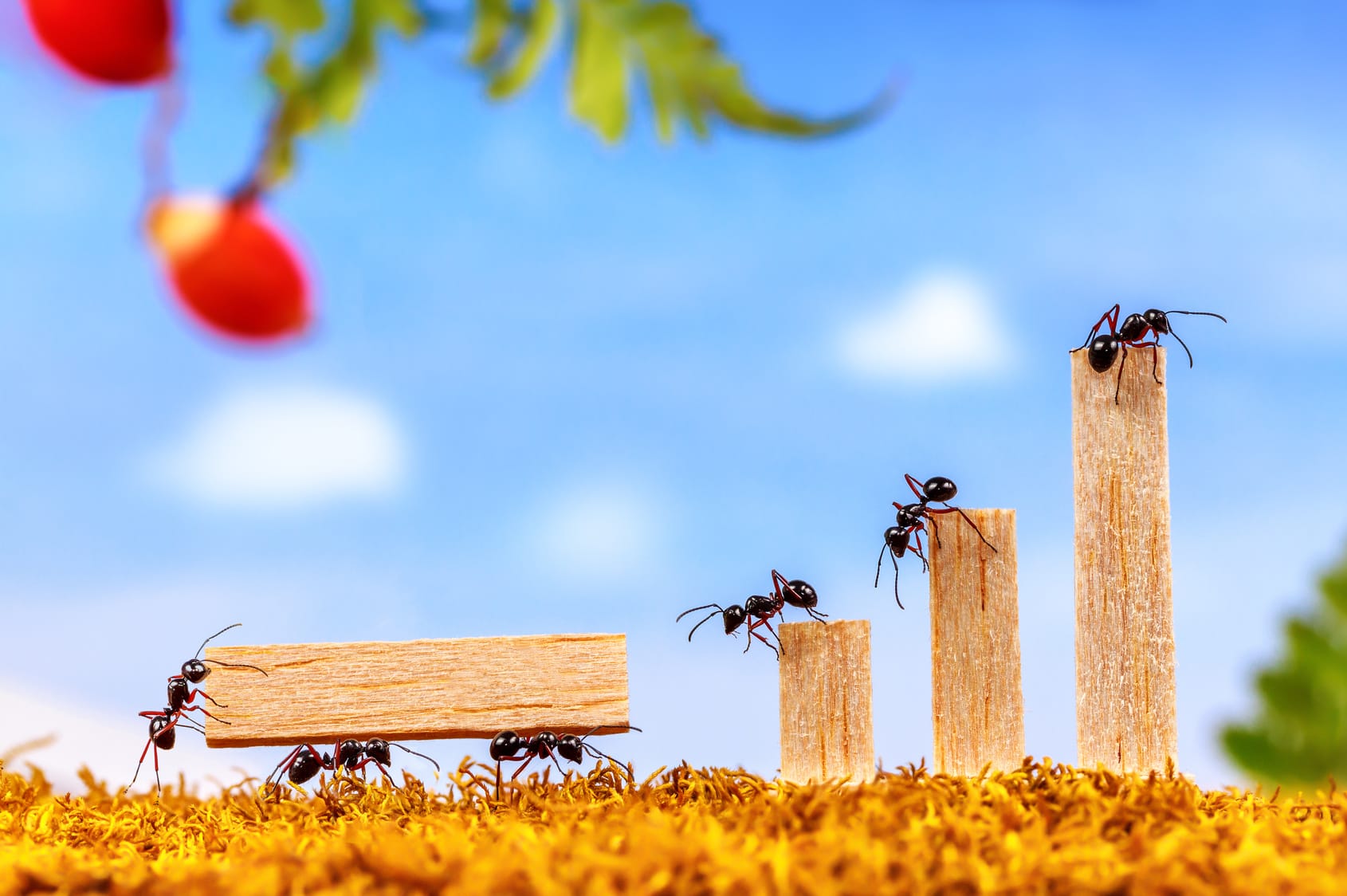 Ameisen bekämpfen – 4 Tipps & Tricks