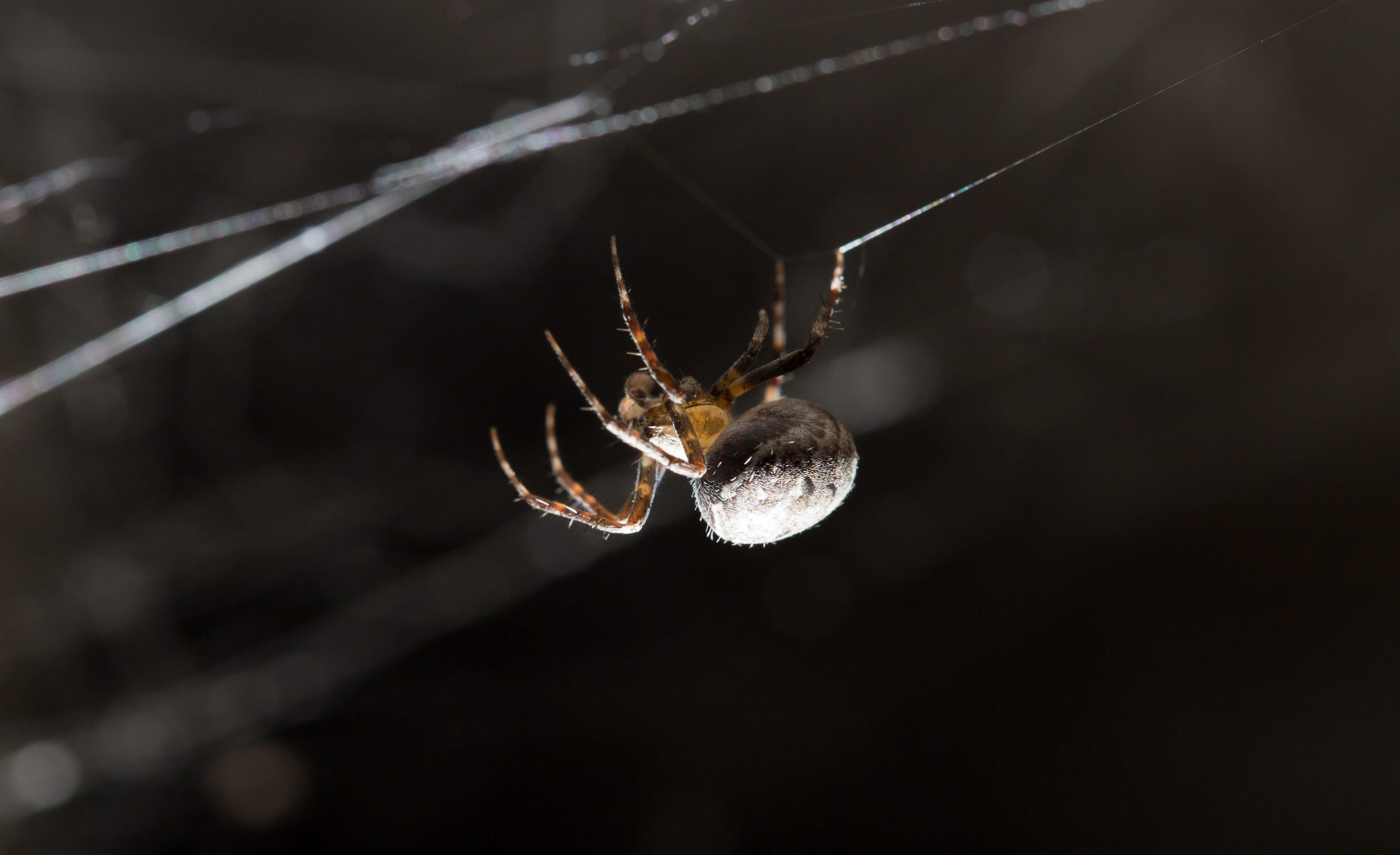 Spinnen entfernen – Tipps & Tricks!
