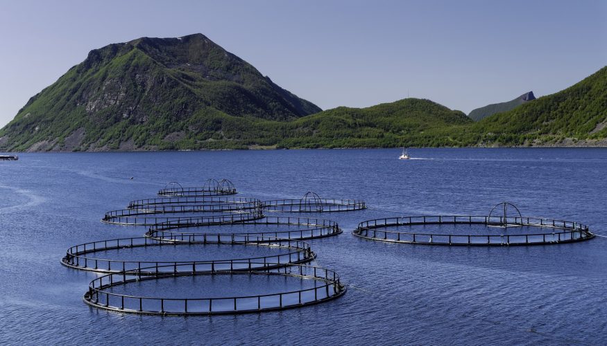https://www.haushaltstipps.net/wp-content/uploads/aquakultur Fisch aus Aquakulturen – Gute Alternative zu Wildfisch?