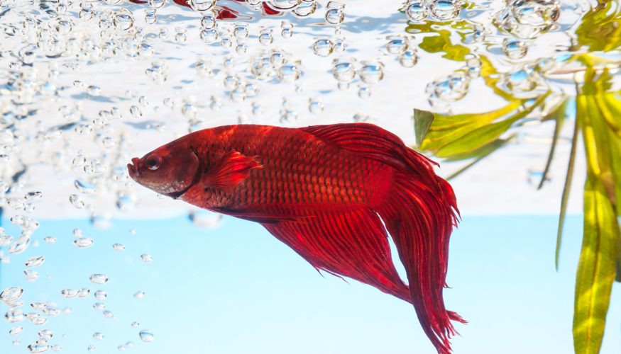 https://www.haushaltstipps.net/wp-content/uploads/aquarium-dauerhaft-vor-kalk Aquarium dauerhaft vor Kalk schützen
