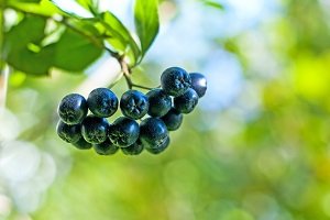 Aroniabeeren am Strauch.