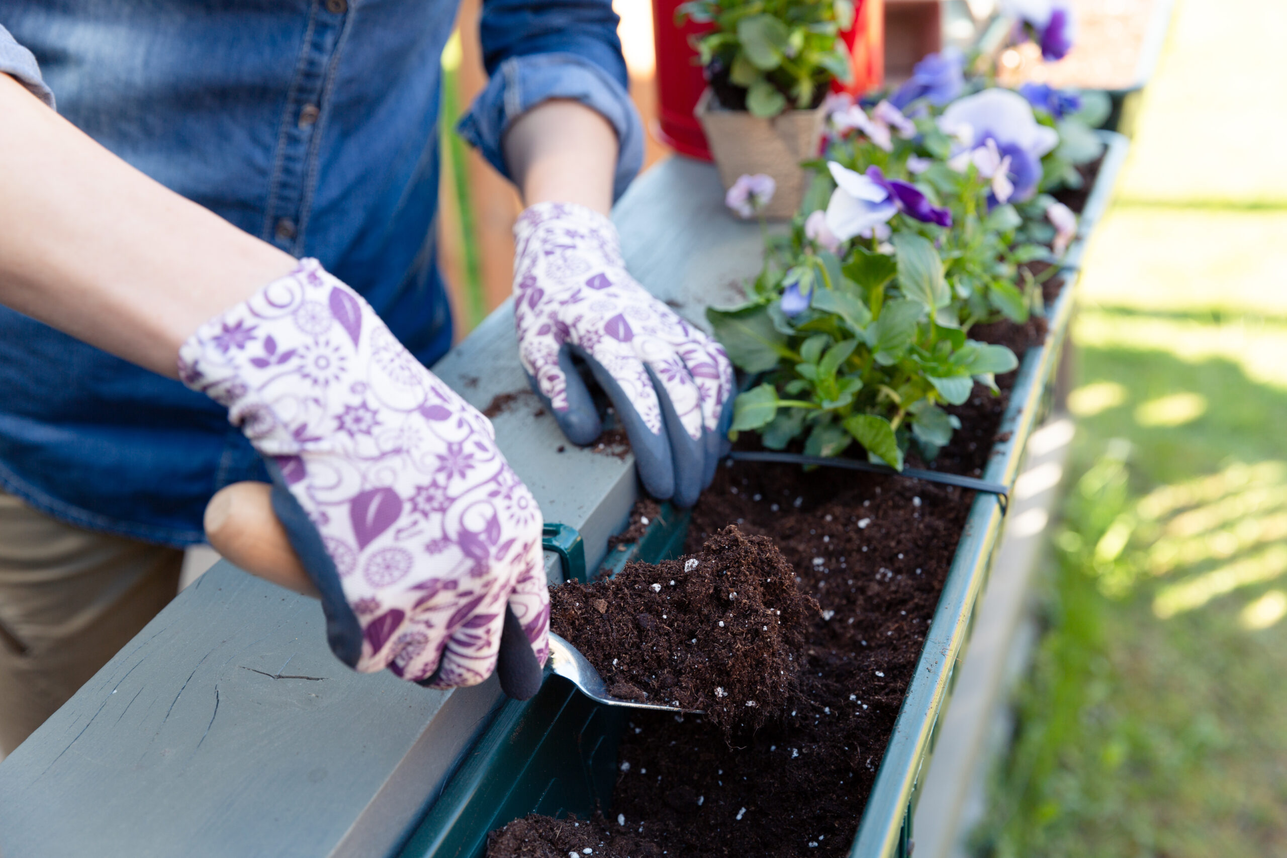 Balkonpflanzen im Februar: 4 Tipps für den frühen Frühlingsbeginn