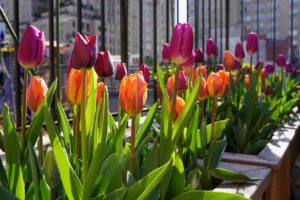 tulpen auf balkon