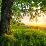 Baum auf weitem Feld