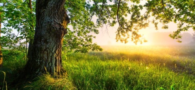 Mit Kupfernägeln Bäume töten – Geht das wirklich?