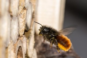 Mauerbiene am Insektenhotel.