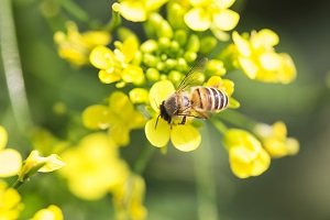 Biene auf gelber Blume.