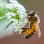 Bienenpflanze mit Biene.