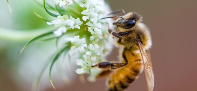 Pflanzen für Bienen: Bienenfreundliche Pflanzen für Garten und Balkon im Überblick