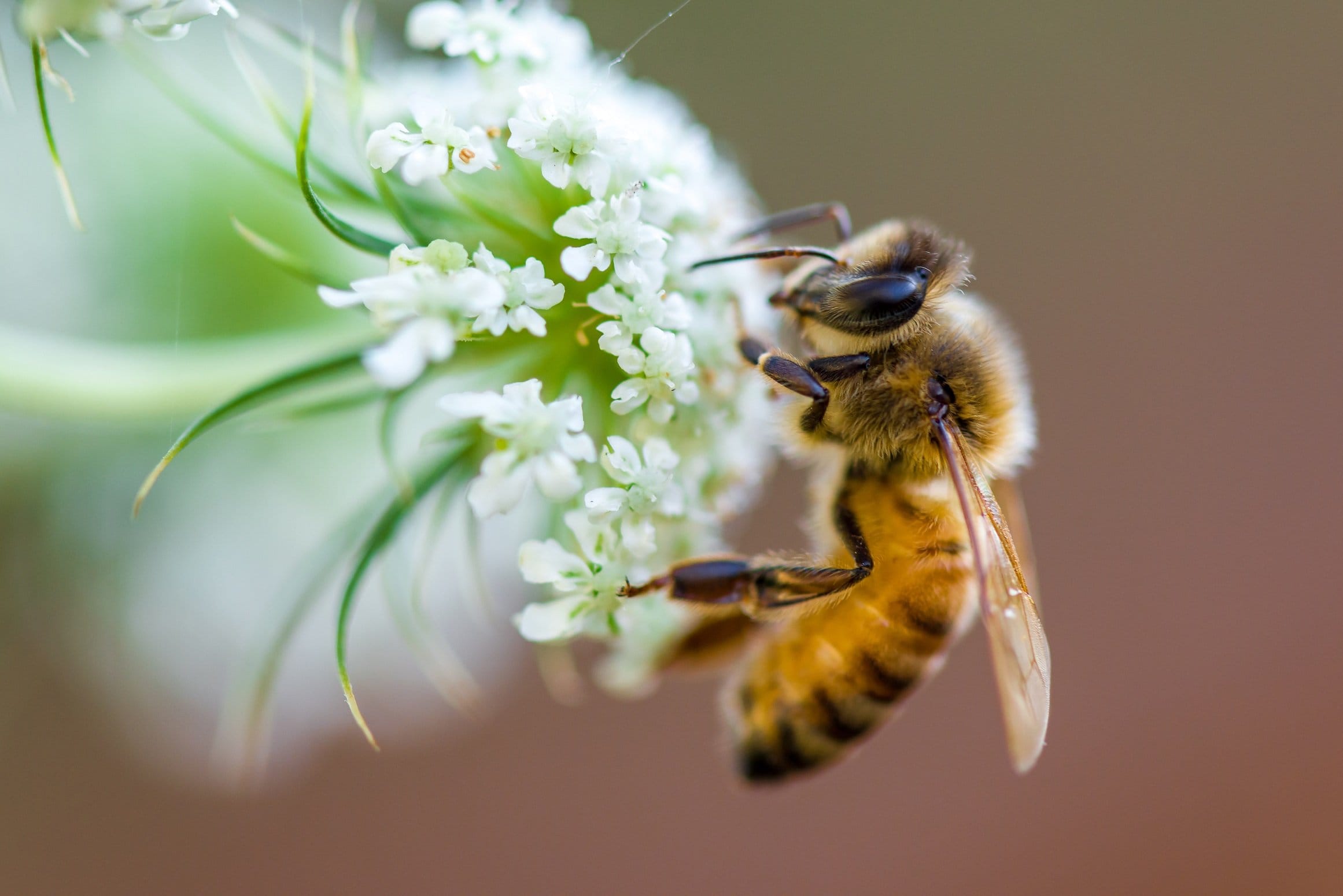 Pflanzen für Bienen Tipps für Garten und Balkon zum Bienen anlocken