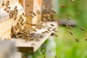 Bienenstock mit Bienen.