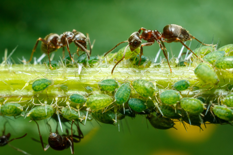 Blattläuse und Ameisen kommen in der Natur sehr häufig vor. In der Küche können Ameisen zu einer richtigen Plage werden.